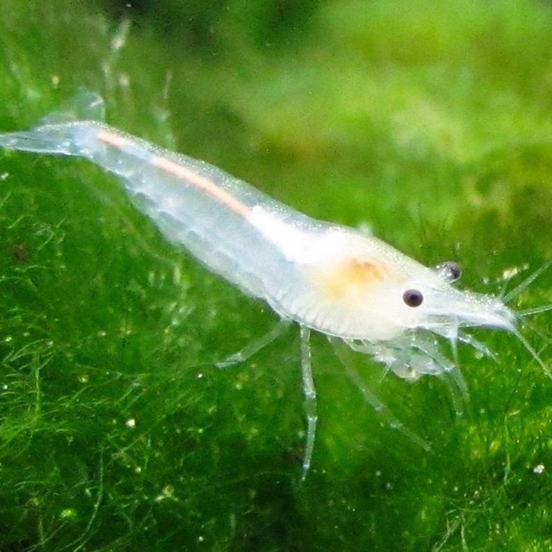 Neocaridina cf. Snowball shrimp
